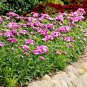 500+PINK SWEET WILLIAM Flower Seeds European Wildflower Perennial Groundcover