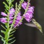 100+OBEDIENT PLANT Flower Seeds American Native Wildflower Garden/ Seeds USA Seller