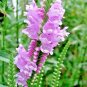 100+OBEDIENT PLANT Flower Seeds American Native Wildflower Garden/ Seeds USA Seller