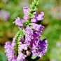 100+OBEDIENT PLANT Flower Seeds American Native Wildflower Garden/ Seeds USA Seller