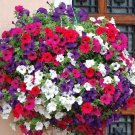 2000+DWARF PETUNIA MIX Flower Seeds Garden/Containers Hanging Baskets Window Box