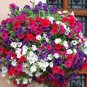 2000+DWARF PETUNIA MIX Flower Seeds Garden/Containers Hanging Baskets Window Box
