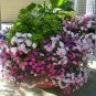 2000+DWARF PETUNIA MIX Flower Seeds Garden/Containers Hanging Baskets Window Box