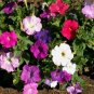 2000+DWARF PETUNIA MIX Flower Seeds Garden/Containers Hanging Baskets Window Box