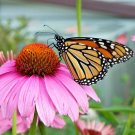 300+PURPLE CONEFLOWER Seeds American Native Wildflower Medicinal Long Life Span