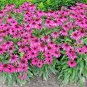 300+PURPLE CONEFLOWER Seeds American Native Wildflower Medicinal Long Life Span