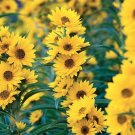 200+MAXIMILIAN (Prairie) SUNFLOWER Seeds American Native Wildflower PERENNIAL