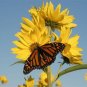 200+MAXIMILIAN (Prairie) SUNFLOWER Seeds American Native Wildflower PERENNIAL