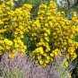 200+MAXIMILIAN (Prairie) SUNFLOWER Seeds American Native Wildflower PERENNIAL