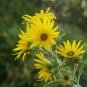 200+MAXIMILIAN (Prairie) SUNFLOWER Seeds American Native Wildflower PERENNIAL