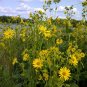 200+MAXIMILIAN (Prairie) SUNFLOWER Seeds American Native Wildflower PERENNIAL