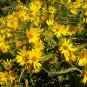 200+MAXIMILIAN (Prairie) SUNFLOWER Seeds American Native Wildflower PERENNIAL