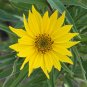 200+MAXIMILIAN (Prairie) SUNFLOWER Seeds American Native Wildflower PERENNIAL