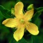 1000+GREAT St.JOHNS WORT Seeds American Native Wildflower Garden/Patio Container