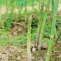 1000+ MARY WASHINGTON ASPARAGUS Seeds American Heirloom Organic Non-GMO Easy