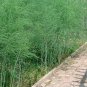 1000+ MARY WASHINGTON ASPARAGUS Seeds American Heirloom Organic Non-GMO Easy