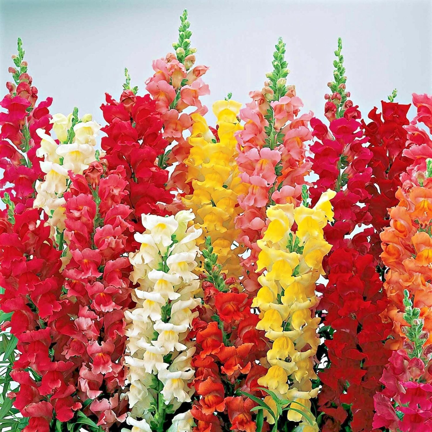 2000+SNAPDRAGON MAXIMUM MIX Flower Seeds 30-36" Tall Garden/Patio Container SALE