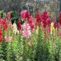 2000+SNAPDRAGON MAXIMUM MIX Flower Seeds 30-36" Tall Garden/Patio Container SALE