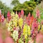 2000+SNAPDRAGON MAXIMUM MIX Flower Seeds 30-36" Tall Garden/Patio Container SALE