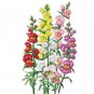 2000+SNAPDRAGON MAXIMUM MIX Flower Seeds 30-36" Tall Garden/Patio Container SALE