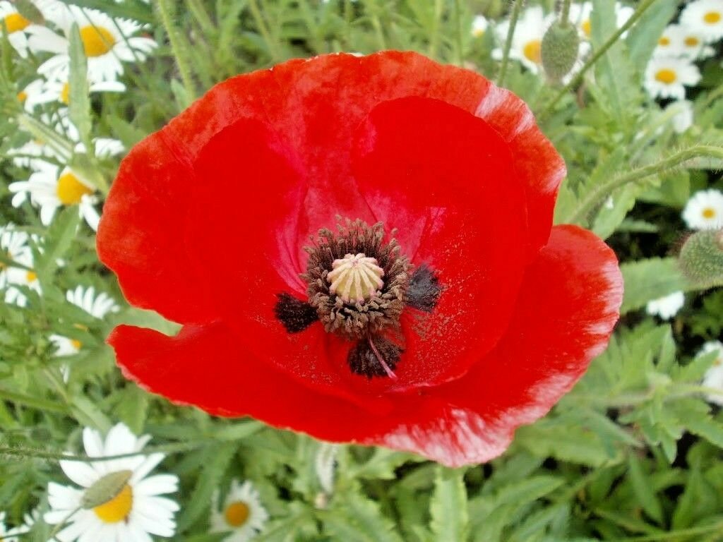 2000+RED CORN Field POPPY Flower Seed Flanders Common Shirley Native Wildflower