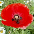 2000+RED CORN Field POPPY Flower Seed Flanders Common Shirley Native Wildflower