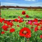 2000+RED CORN Field POPPY Flower Seed Flanders Common Shirley Native Wildflower