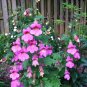 200+CHINESE FOXGLOVE Flower Seeds Large 2-3" Raspberry Blooms Garden/Container