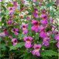 200+CHINESE FOXGLOVE Flower Seeds Large 2-3" Raspberry Blooms Garden/Container