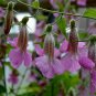 200+CHINESE FOXGLOVE Flower Seeds Large 2-3" Raspberry Blooms Garden/Container