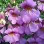 200+CHINESE FOXGLOVE Flower Seeds Large 2-3" Raspberry Blooms Garden/Container