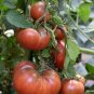 50+CHEROKEE PURPLE TOMATO Seeds Organic American Heirloom Garden / Seeds USA Seller