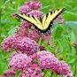 50+SWAMP/ROSE MILKWEED Seeds Monarch Butterflies American Native Wildflower