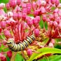 50+SWAMP/ROSE MILKWEED Seeds Monarch Butterflies American Native Wildflower