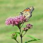 50+SWAMP/ROSE MILKWEED Seeds Monarch Butterflies American Native Wildflower