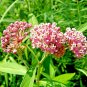 50+SWAMP/ROSE MILKWEED Seeds Monarch Butterflies American Native Wildflower