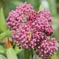 50+SWAMP/ROSE MILKWEED Seeds Monarch Butterflies American Native Wildflower