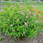 50+SWAMP/ROSE MILKWEED Seeds Monarch Butterflies American Native Wildflower