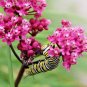 50+SWAMP/ROSE MILKWEED Seeds Monarch Butterflies American Native Wildflower