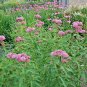 50+SWAMP/ROSE MILKWEED Seeds Monarch Butterflies American Native Wildflower