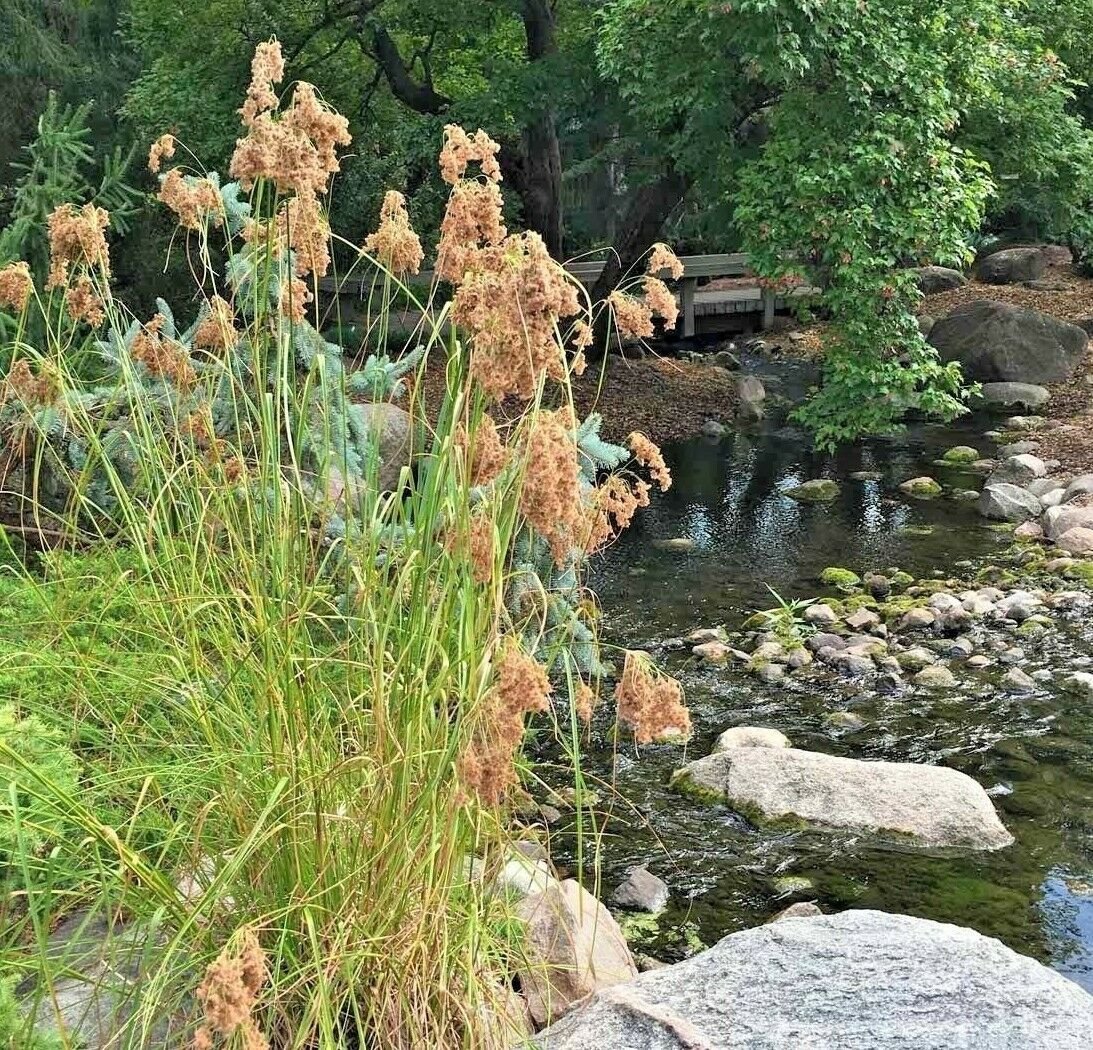 1000+WOOL GRASS Seeds Native Marsh Wetlands Ponds Streams Garden/Patio Container
