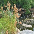 1000+WOOL GRASS Seeds Native Marsh Wetlands Ponds Streams Garden/Patio Container