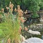 1000+WOOL GRASS Seeds Native Marsh Wetlands Ponds Streams Garden/Patio Container