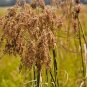 1000+WOOL GRASS Seeds Native Marsh Wetlands Ponds Streams Garden/Patio Container