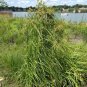 1000+WOOL GRASS Seeds Native Marsh Wetlands Ponds Streams Garden/Patio Container