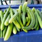 1 OZ-JAPANESE LONG PICKLING CUCUMBERS Seeds Mild Crisp Organic Garden/ Seeds USA Seller