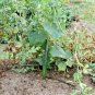 1 OZ-JAPANESE LONG PICKLING CUCUMBERS Seeds Mild Crisp Organic Garden/ Seeds USA Seller