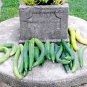1 OZ-JAPANESE LONG PICKLING CUCUMBERS Seeds Mild Crisp Organic Garden/ Seeds USA Seller