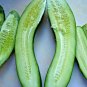 1 OZ-JAPANESE LONG PICKLING CUCUMBERS Seeds Mild Crisp Organic Garden/ Seeds USA Seller