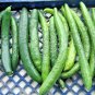 1 OZ-JAPANESE LONG PICKLING CUCUMBERS Seeds Mild Crisp Organic Garden/ Seeds USA Seller
